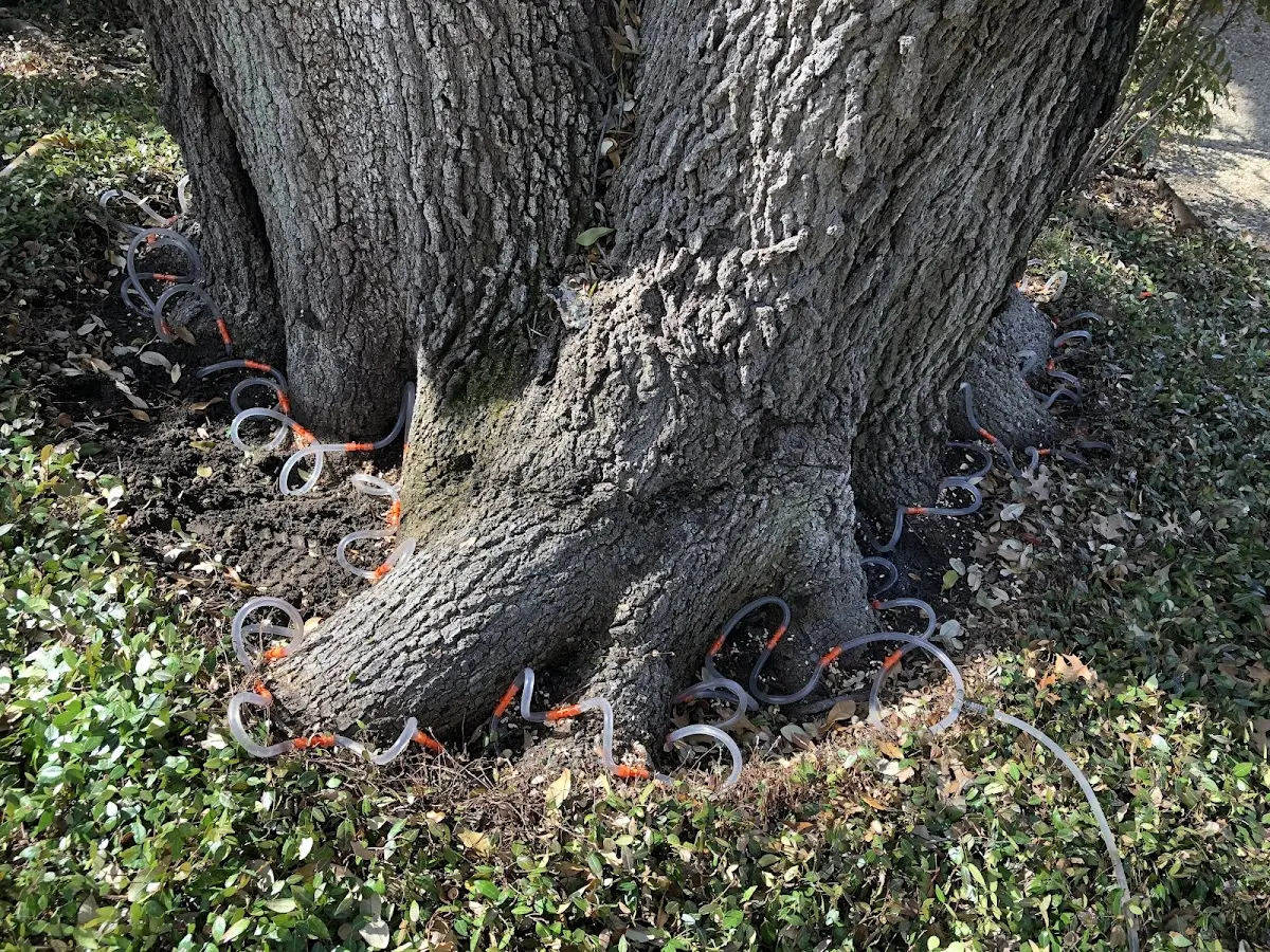 Detailed Tree Cabling and Bracing job site in Rio Nido