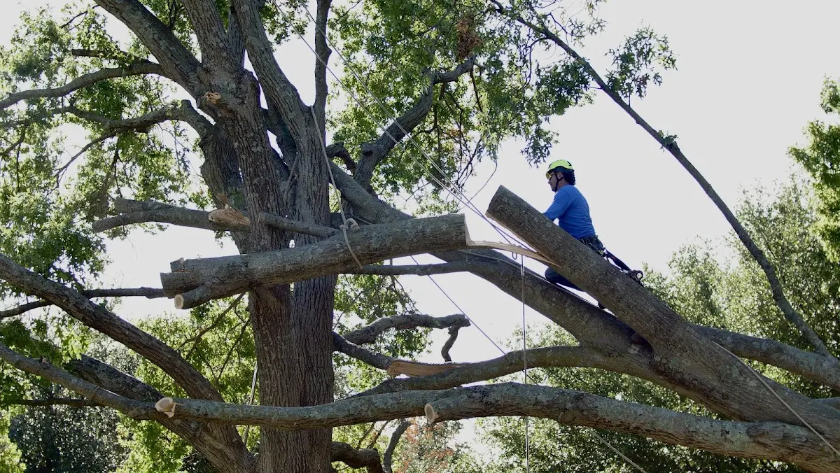 Professional Crown Thinning performed by certified arborists in Rio Nido